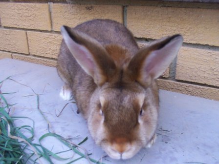 blue satin rabbit