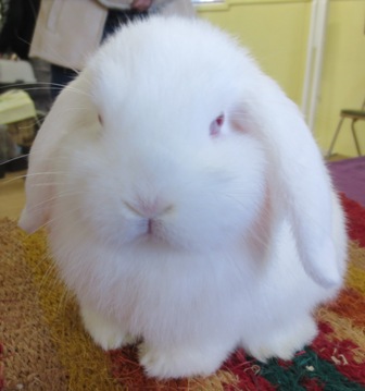 mini lop bunny