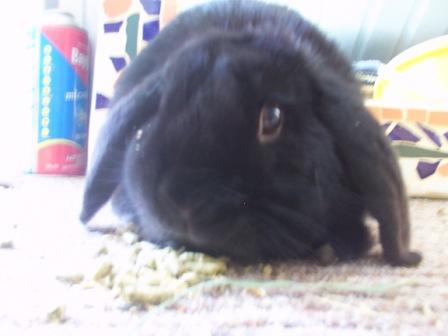 Cream Dwarf Lop