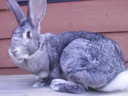 Ghost best sale chinchilla rabbit