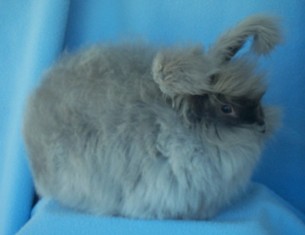 Wool of the English Angora rabbit - UK National Angora Rabbit Club