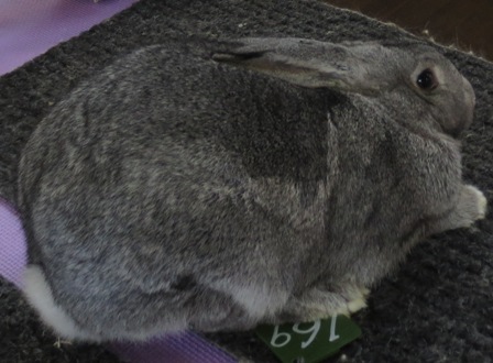 Chinchilla store rabbit mix