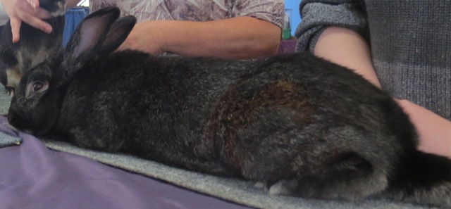 Black flemish sale giant rabbit