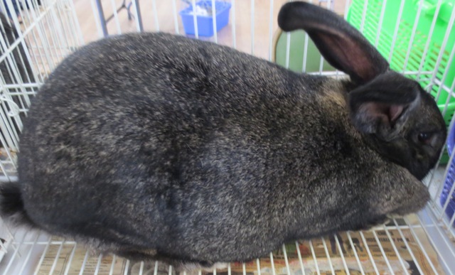 grey flemish giant rabbit