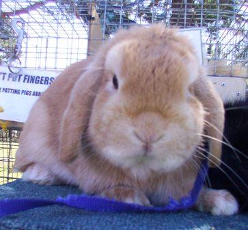 Cream Dwarf Lop