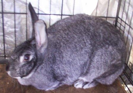 Ghost 2024 chinchilla rabbit