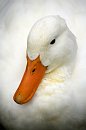 Duck Duck.jpg